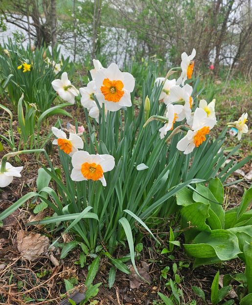  - Narcise 2018 24 25