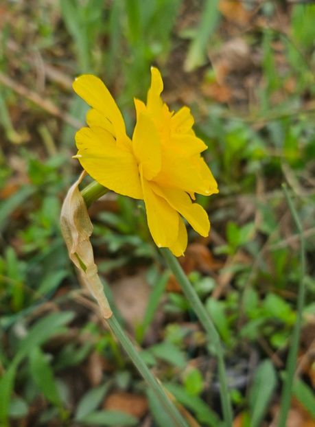  - Narcise 2018 24 25