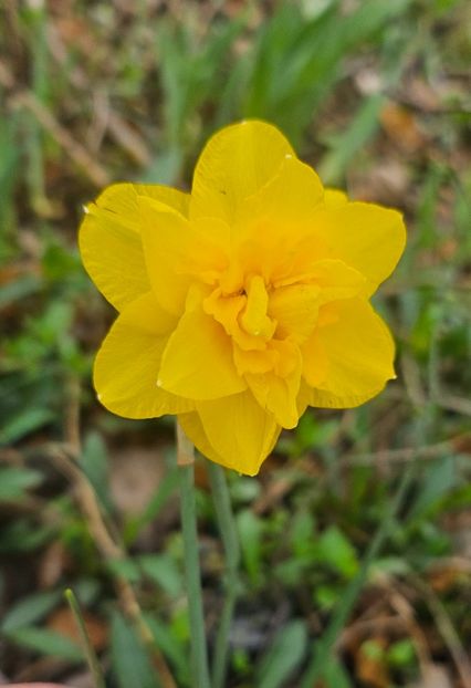  - Narcise 2018 24 25