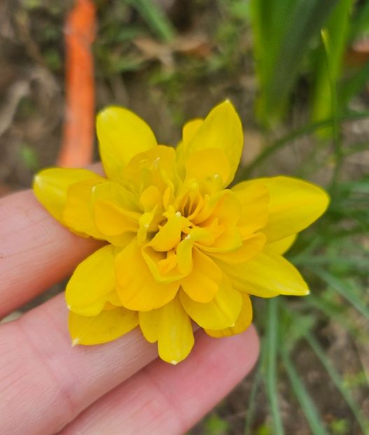  - Narcise 2018 24 25