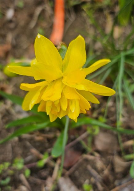  - Narcise 2018 24 25