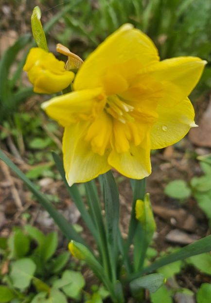  - Narcise 2018 24 25