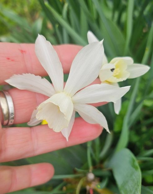  - Narcise 2018 24 25