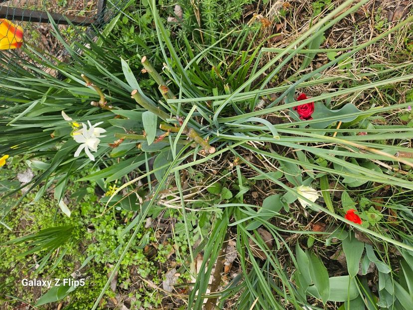  - Narcise 2018 24 25