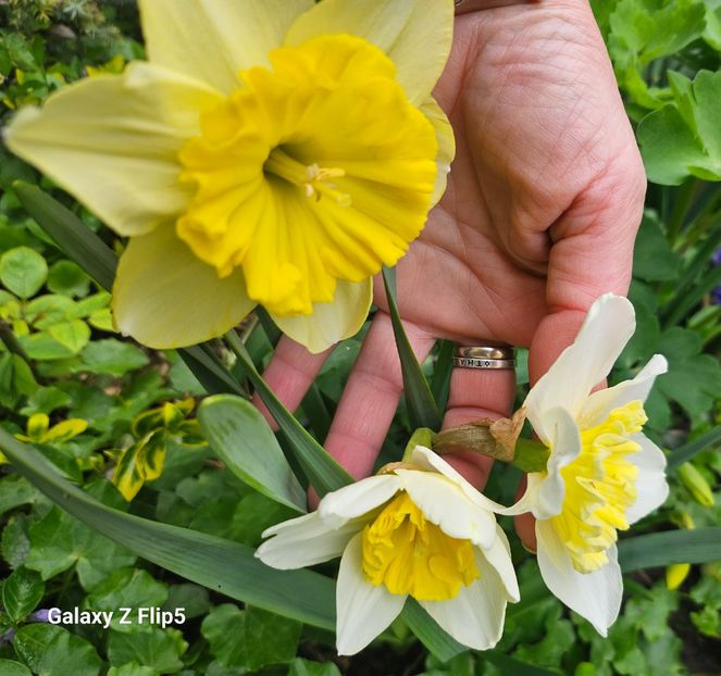  - Narcise 2018 24 25