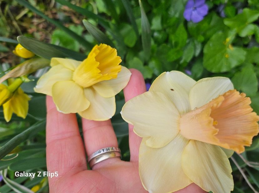  - Narcise 2018 24 25