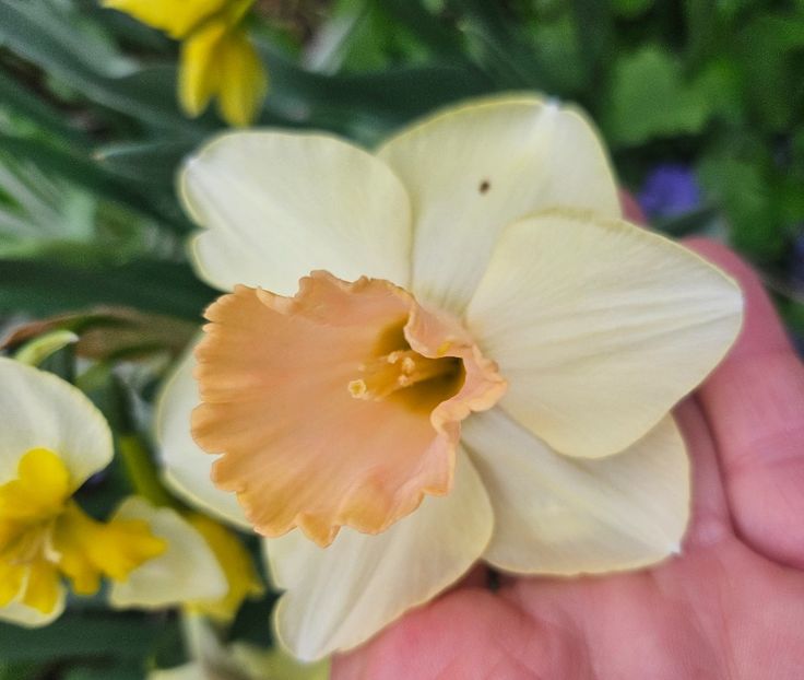  - Narcise 2018 24 25