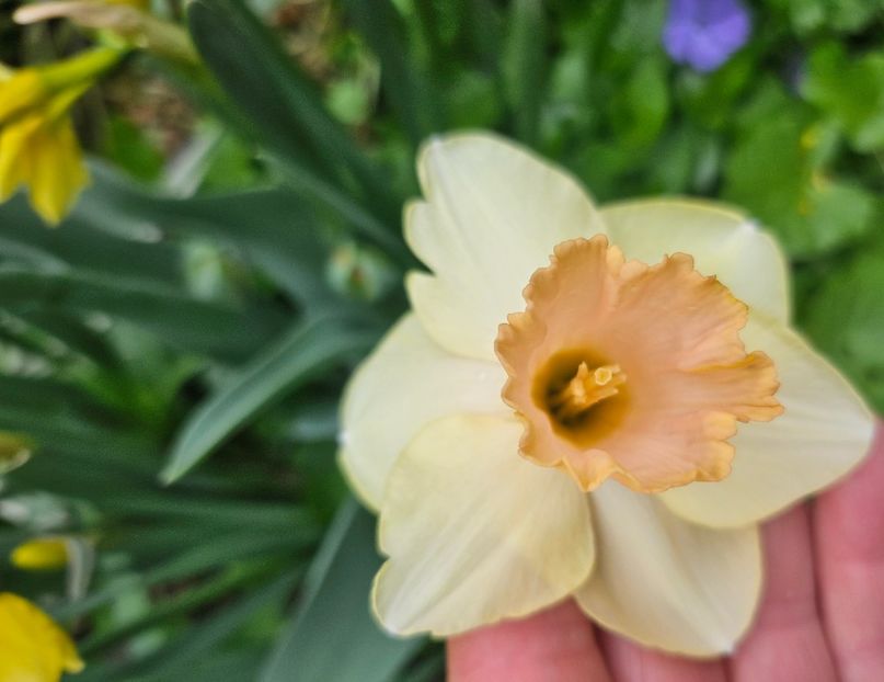  - Narcise 2018 24 25