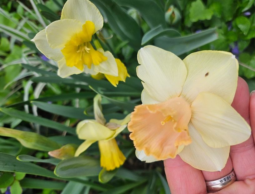  - Narcise 2018 24 25