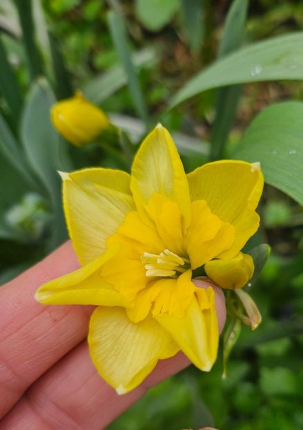  - Narcise 2018 24 25