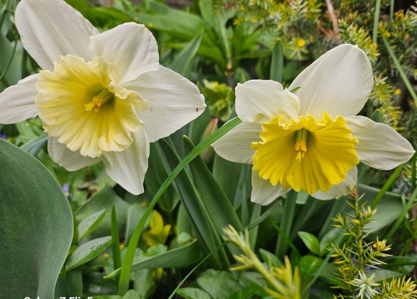  - Narcise 2018 24 25