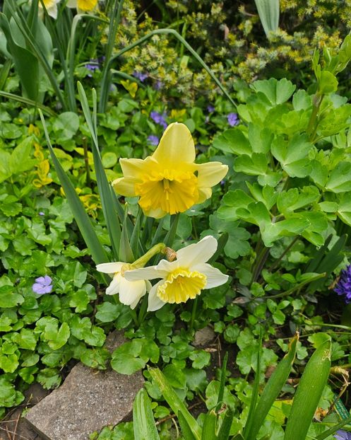  - Narcise 2018 24 25