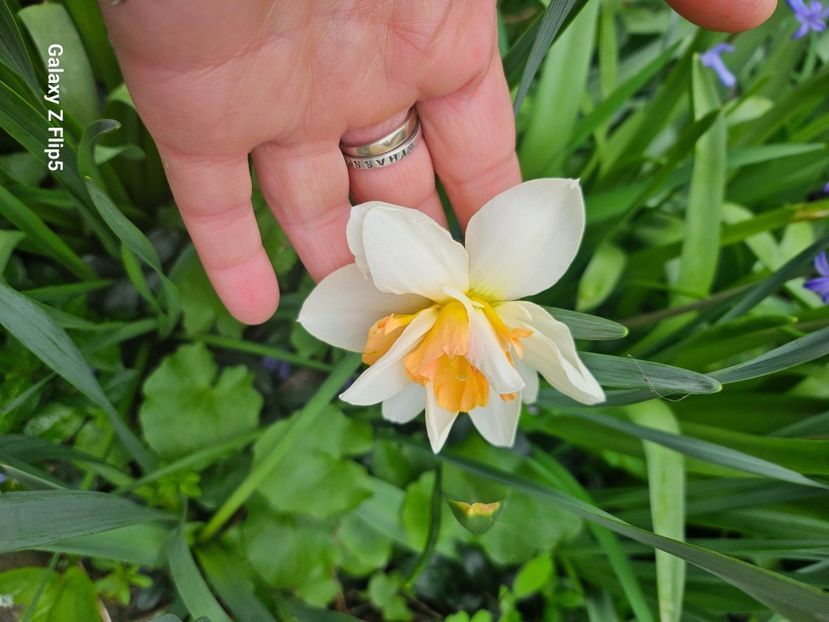  - Narcise 2018 24 25