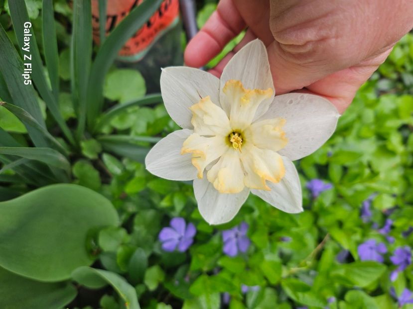  - Narcise 2018 24 25