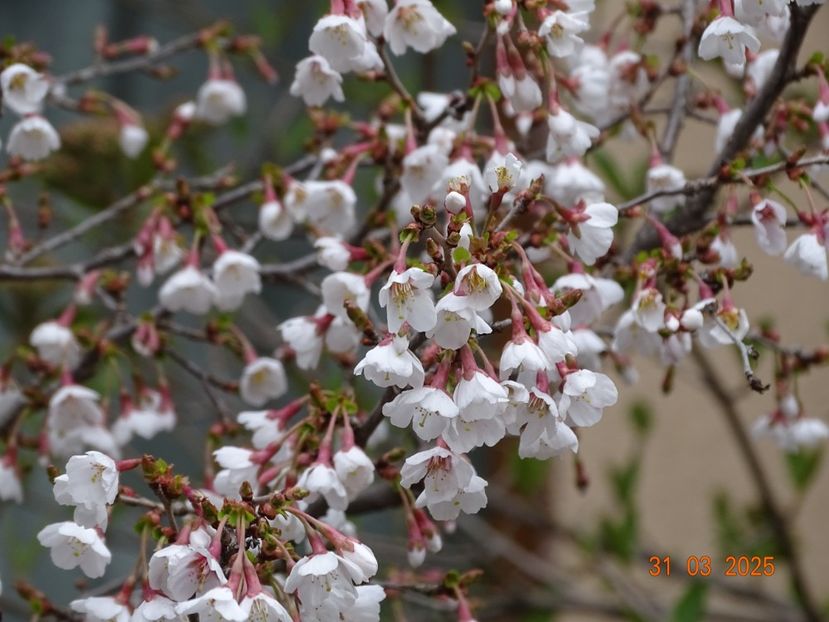  - Copacei si arbusti 2025