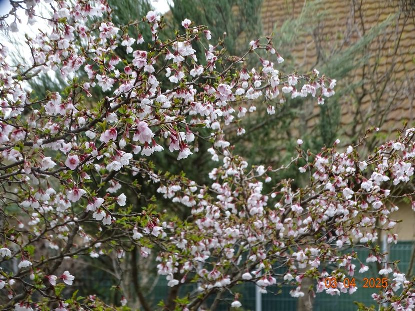  - Copacei si arbusti 2025