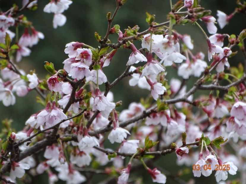  - Copacei si arbusti 2025