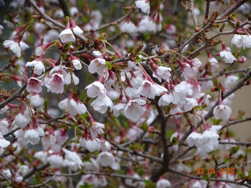  - Copacei si arbusti 2025