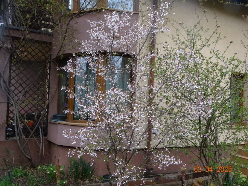  - Copacei si arbusti 2025