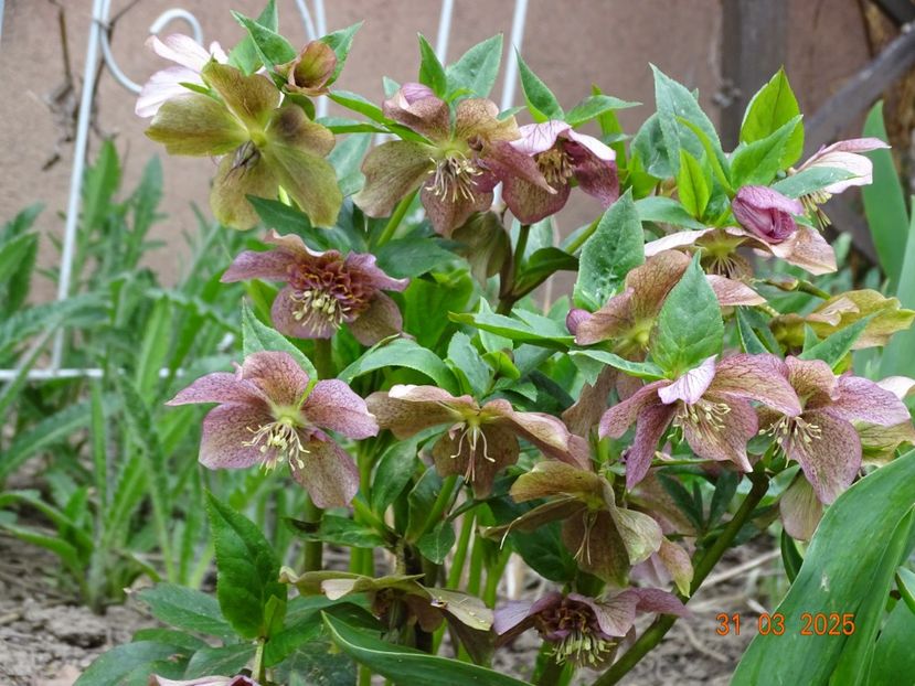  - Helleborus 2025