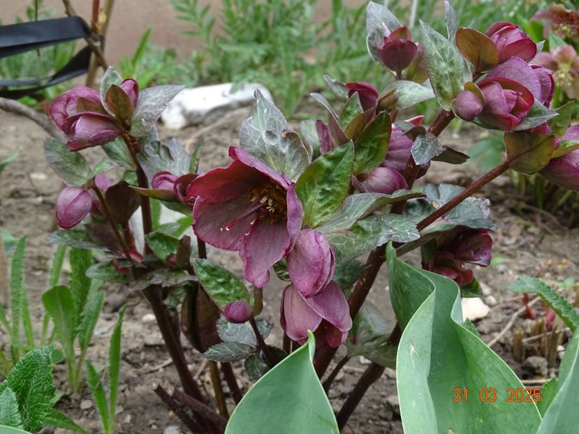  - Helleborus 2025
