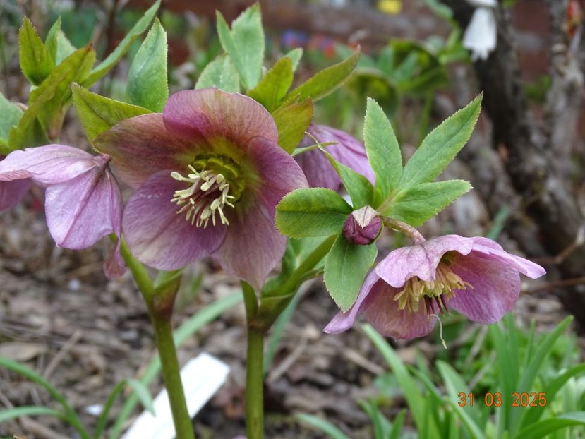  - Helleborus 2025
