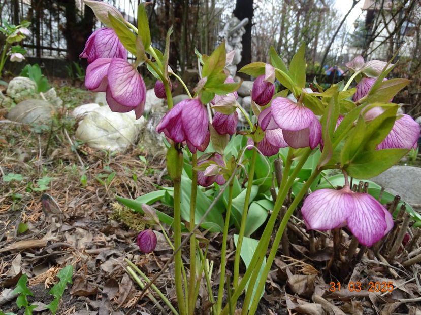  - Helleborus 2025
