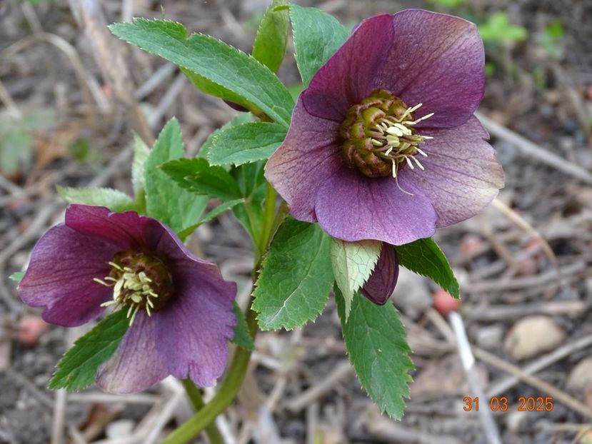 - Helleborus 2025
