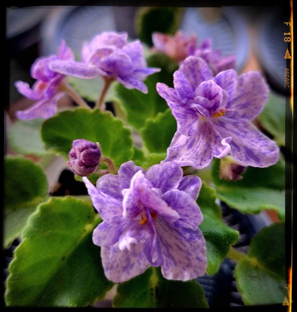 AV Fantaserka mini - AA violete africane de colectie