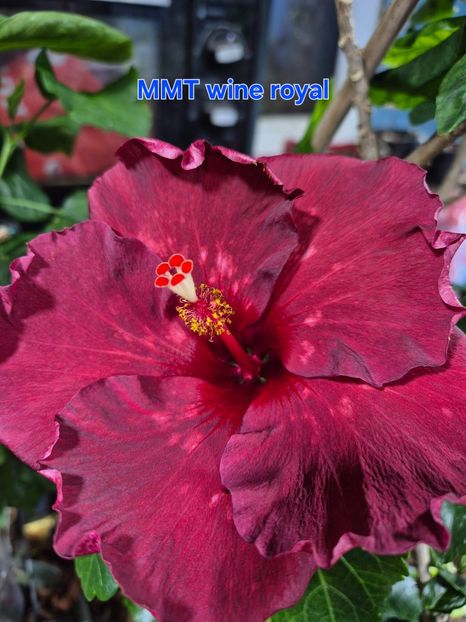  - MMT wine royal