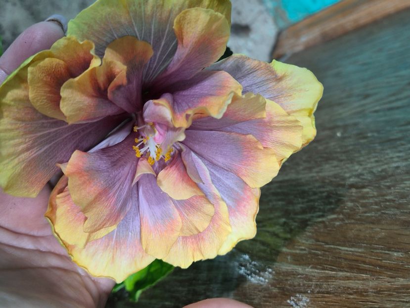  - Wind rosa feng xiajunr