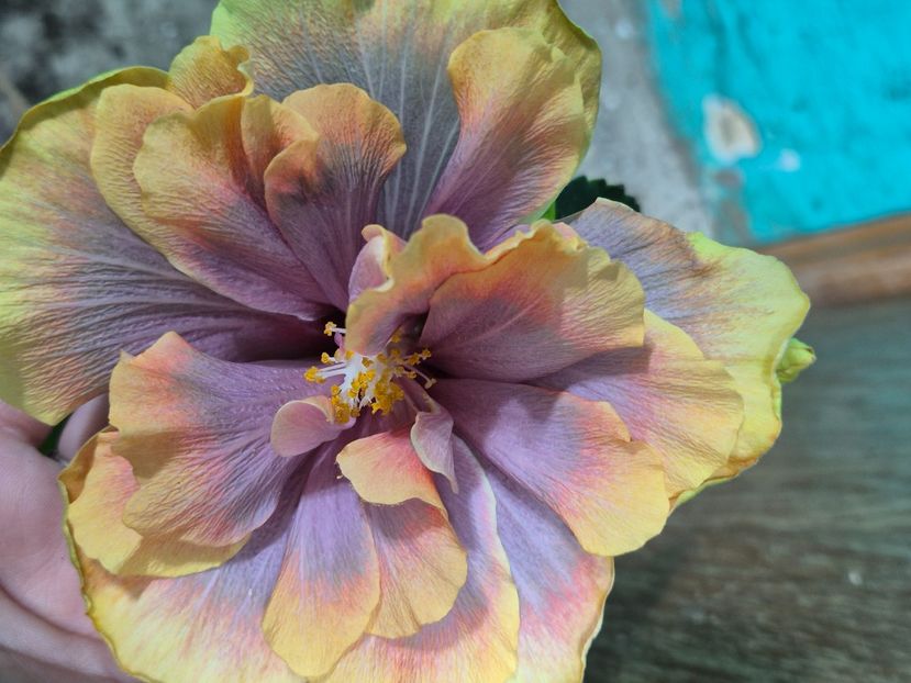  - Wind rosa feng xiajunr