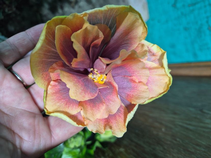  - Wind rosa feng xiajunr