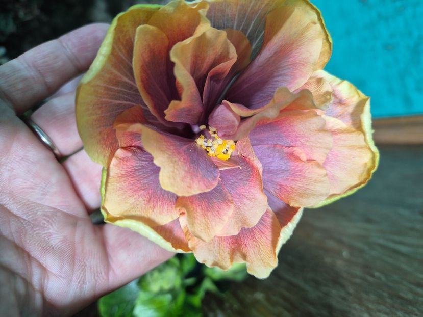  - Wind rosa feng xiajunr