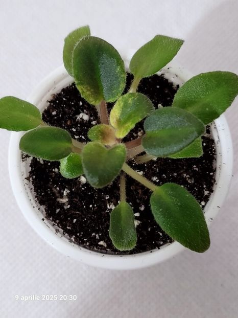 Scales (Е. Лебецкая) 15 - 0 0 0 0 0 0 0 0 0 aprilie 2025