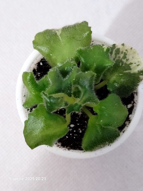 Ян-КапризYAN-KAPRIZ 15 rez - rez voineamadalina