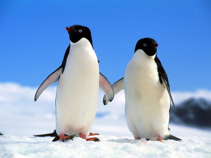 Imagini_Pinguini_Wallpapers_Wallpaper_Pinguin_Simpatic[2]