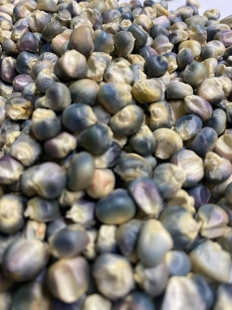  - SEMINTE PORUMB - HOPI TURQOISE P 40