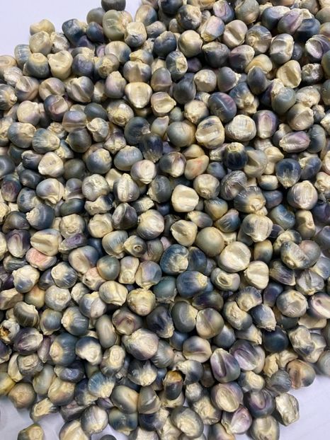  - SEMINTE PORUMB - HOPI TURQOISE P 40