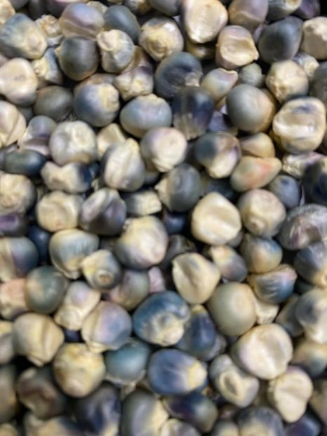  - SEMINTE PORUMB - HOPI TURQOISE P 40