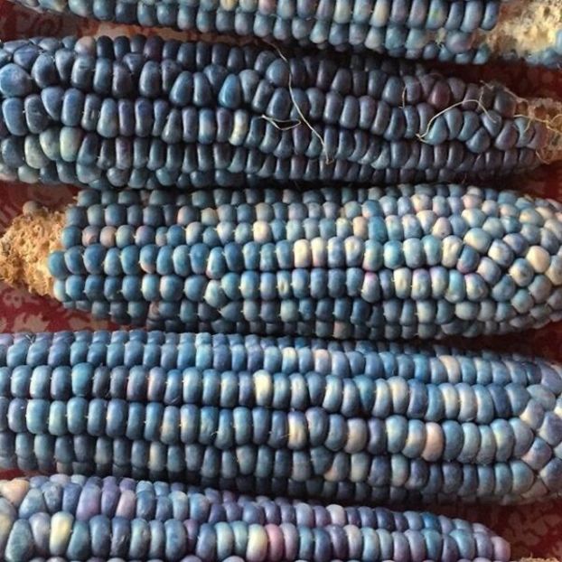  - SEMINTE PORUMB - HOPI TURQOISE P 40