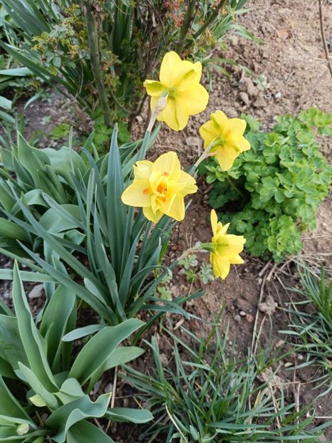 IMG-20250409-WA0007 - Flori 2025