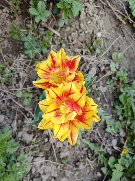 IMG-20250409-WA0003 - Flori 2025