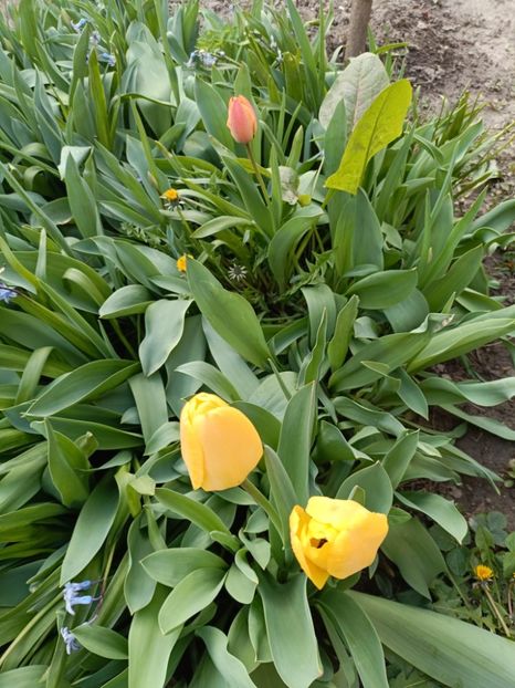 IMG-20250409-WA0002 - Flori 2025