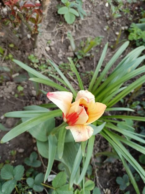 IMG-20250409-WA0000 - Flori 2025