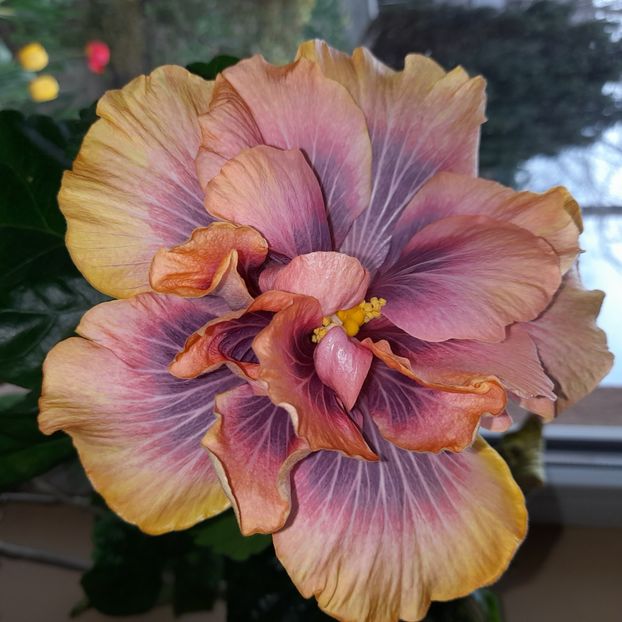  - Wind Rosa Feng Xiajunr