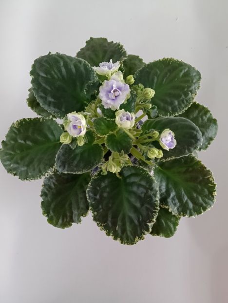  - BUCKEYE SEDUCTRESS