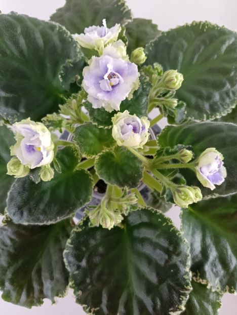  - BUCKEYE SEDUCTRESS