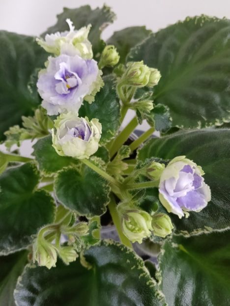  - BUCKEYE SEDUCTRESS