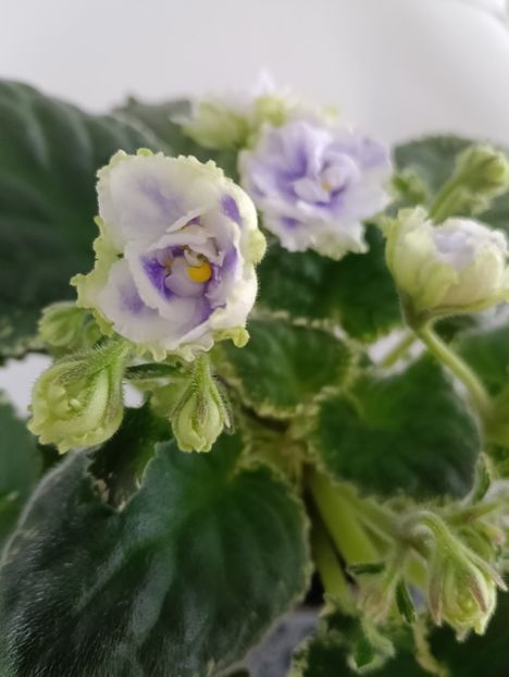  - BUCKEYE SEDUCTRESS